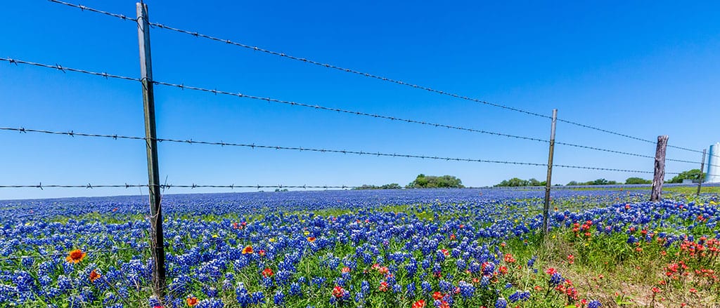 Barbed Wire Fencing